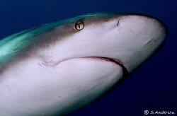 This photo was taken while diving at Shark Wall. This Car... by Steven Anderson 